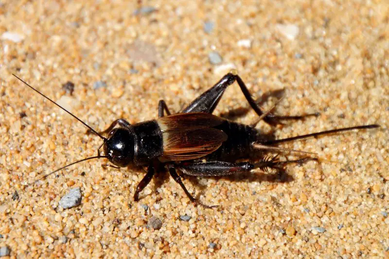 Crickets in Maryland