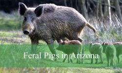 2 Types of Feral Pigs in Arizona (With Pictures and Identification)