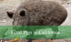 3 Types of Feral Pigs in California (With Pictures and Identification)