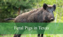 3 Types of Feral Pigs in Texas (With Pictures and Identification)