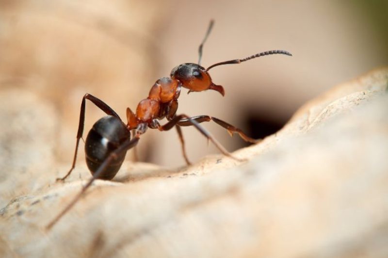 Biting Ants in North Carolina