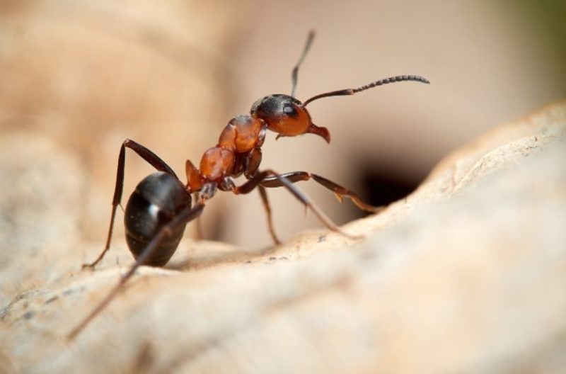 Ants in Massachusetts