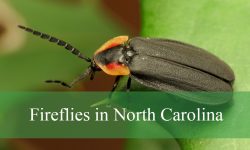 10 Types of Fireflies in North Carolina (Pictures and Identification)