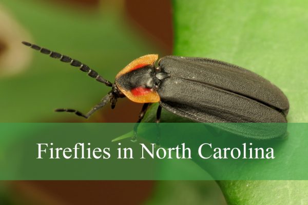 Fireflies in North Carolina