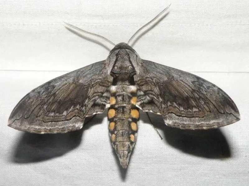 Moths in Colorado
