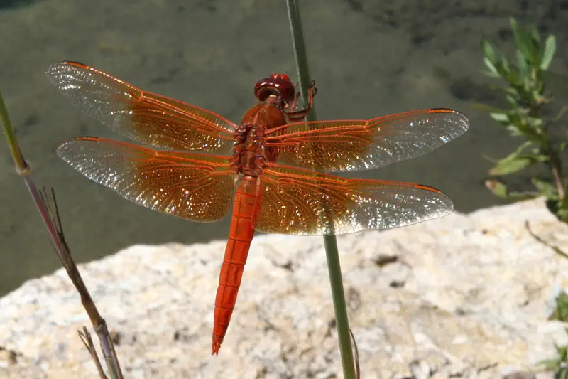 Dragonflies in Colorado