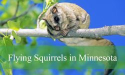 Flying Squirrels in Minnesota: Everything You Need to Know