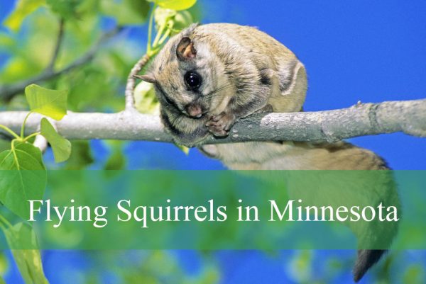 Flying Squirrels in Minnesota