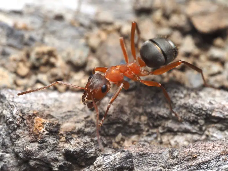 Types of Ants in California