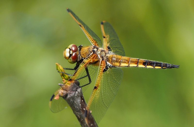 Dragonflies in Colorado
