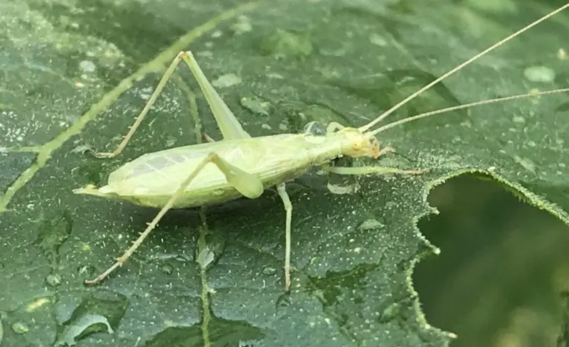 Crickets in New York