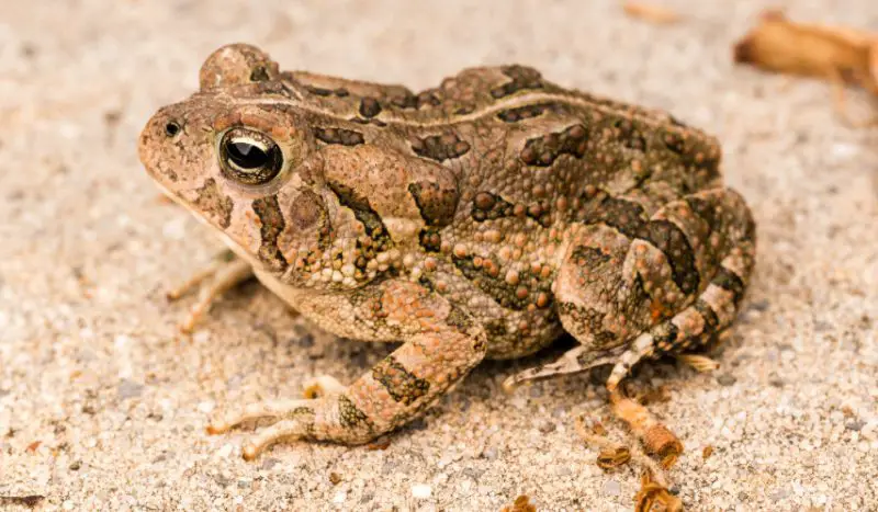 frogs in Georgia