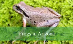 6 Types of Frogs in Arizona (With Pictures and Identification)