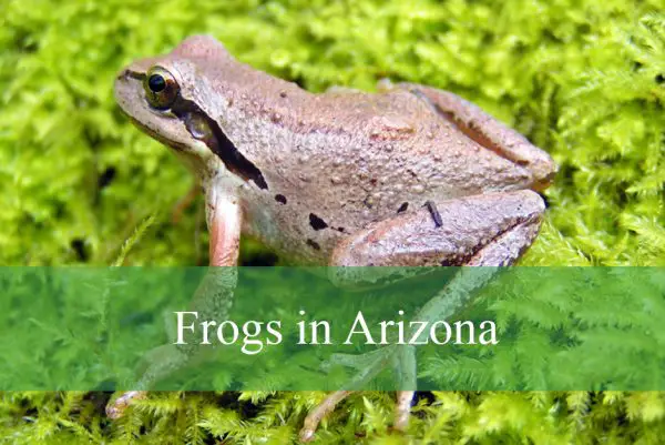 Frogs in Arizona
