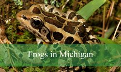 11 Types of Frogs in Michigan (With Pictures and Identification)