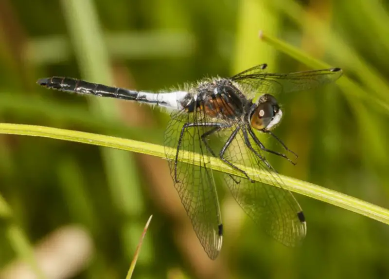 Dragonflies in Illinois