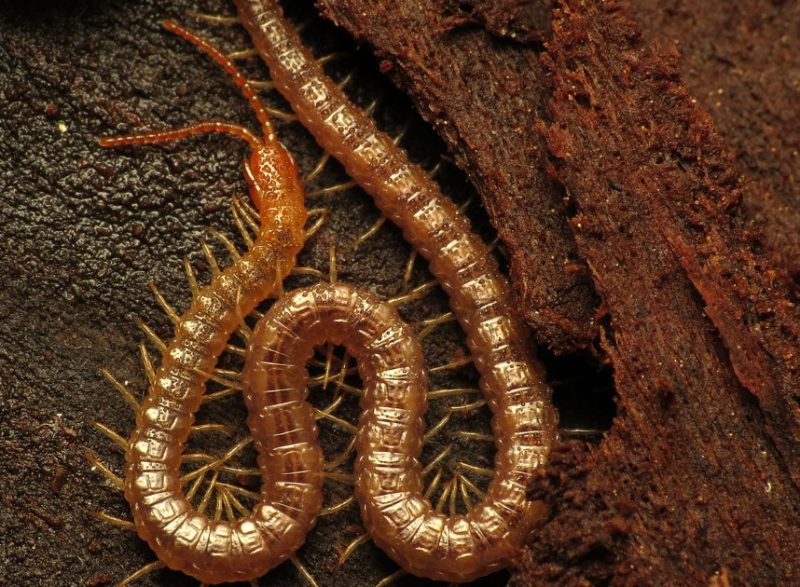 Centipedes in Arkansas