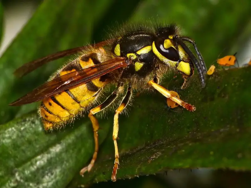 Types of Wasps in Ohio