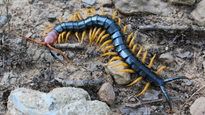 Centipedes in Arkansas