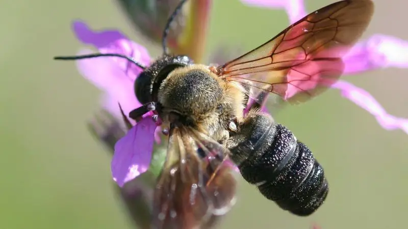Stinging Insects in Florida
