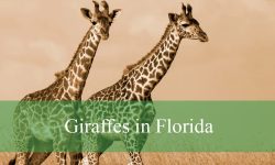 Giraffes in Florida: Facts, Fun, and Where to Meet Them