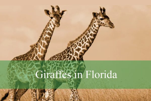 Giraffes in Florida