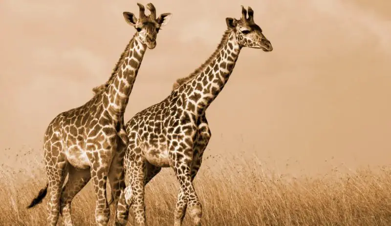 Giraffes in Florida