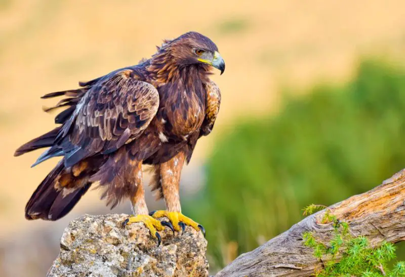 Eagles in Idaho