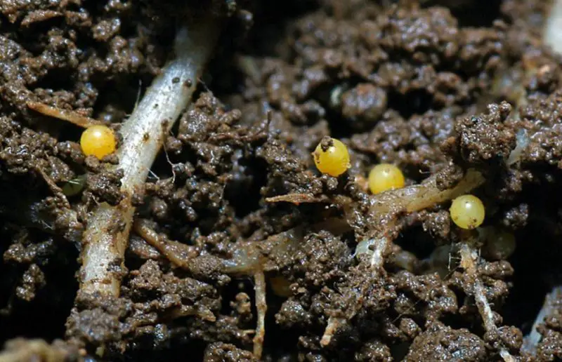 Invasive Insects in California