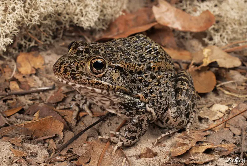 frogs in Georgia
