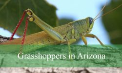 15 Types of Grasshoppers in Arizona (Pictures and Identification)
