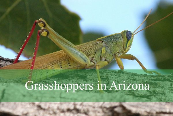 Grasshoppers in Arizona