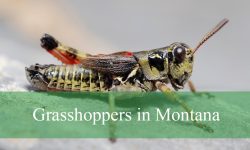 20 Types of Grasshoppers in Montana (Pictures and Identification)