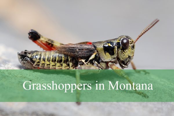 Grasshoppers in Montana