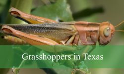 15 Types of Grasshoppers in Texas (Pictures and Identification)