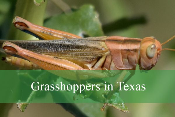 Grasshoppers in Texas