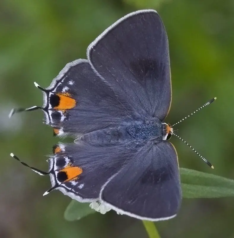 Blue Butterflies in Virginia