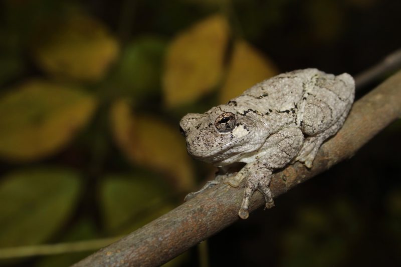 Frogs in Michigan