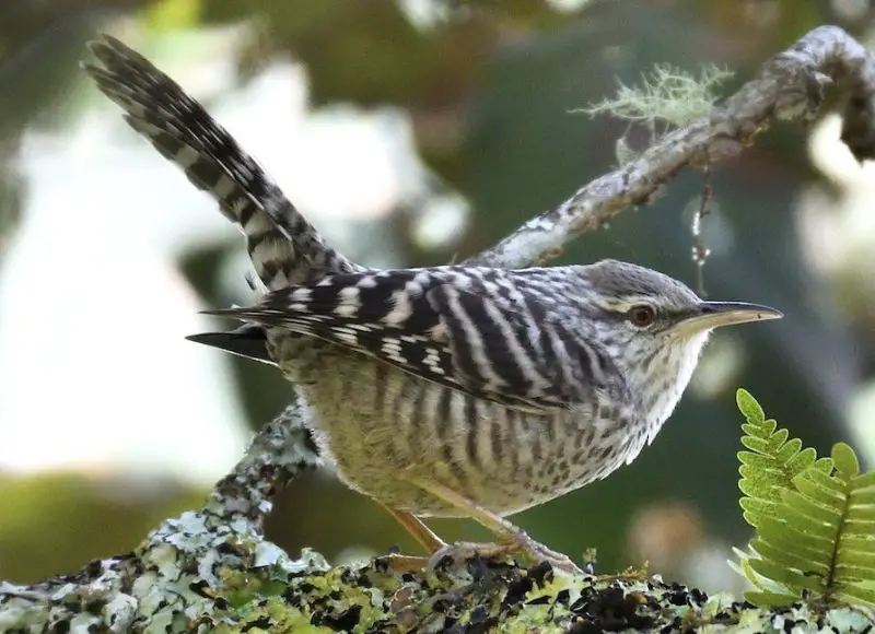 Wrens in Texas