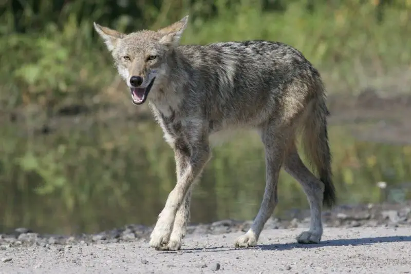 Coyotes in Wisconsin