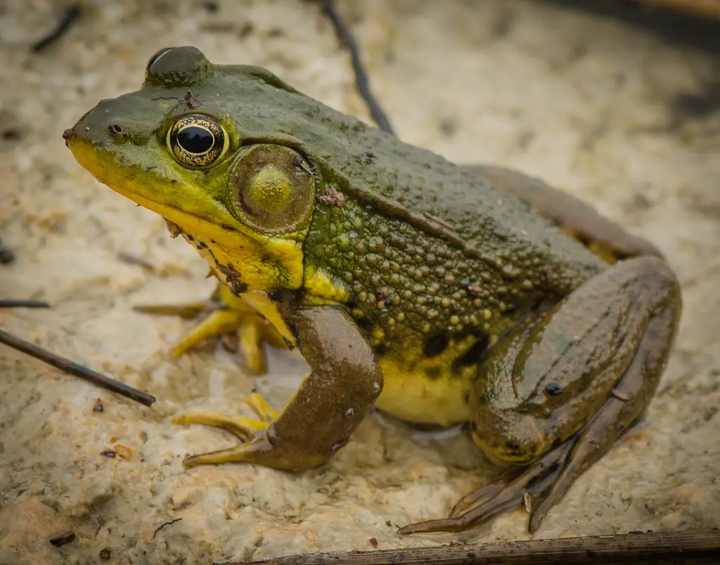 frogs in Georgia
