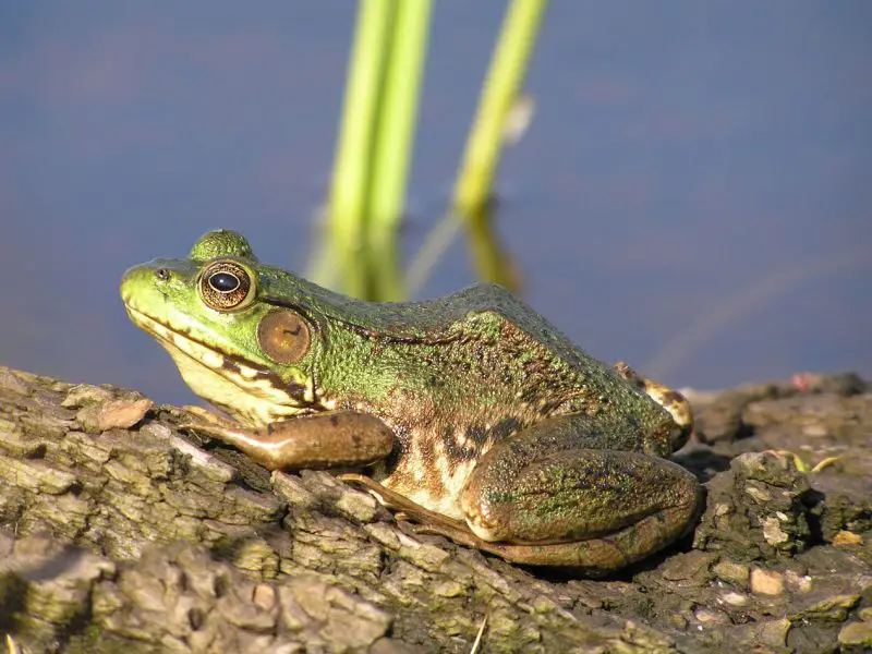 Frogs in Michigan