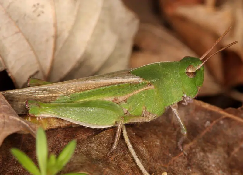 Grasshoppers in Arizona