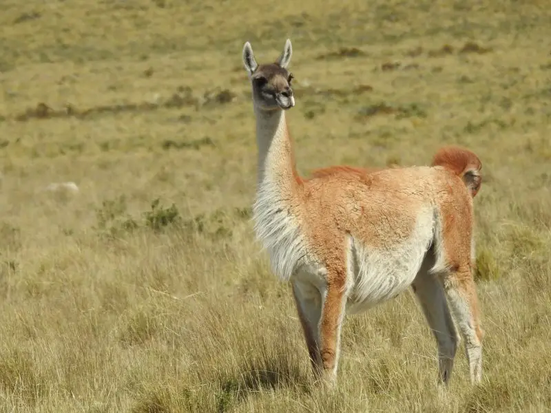 Llamas in California