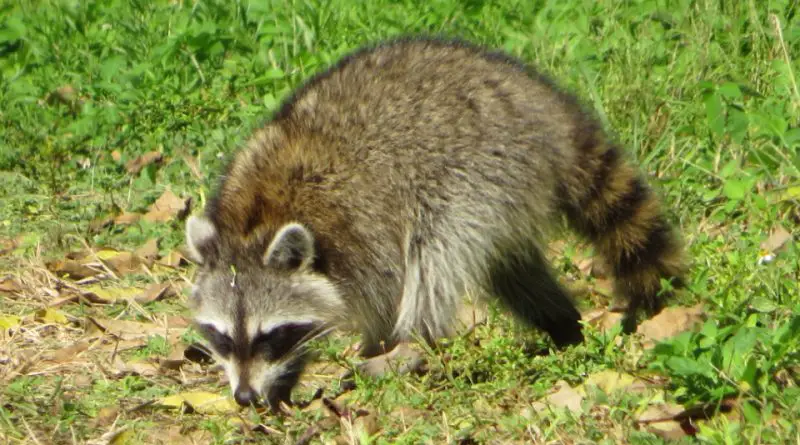 Raccoons in Texas