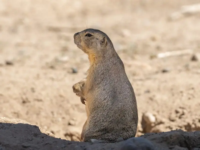 Squirrels in New Mexico