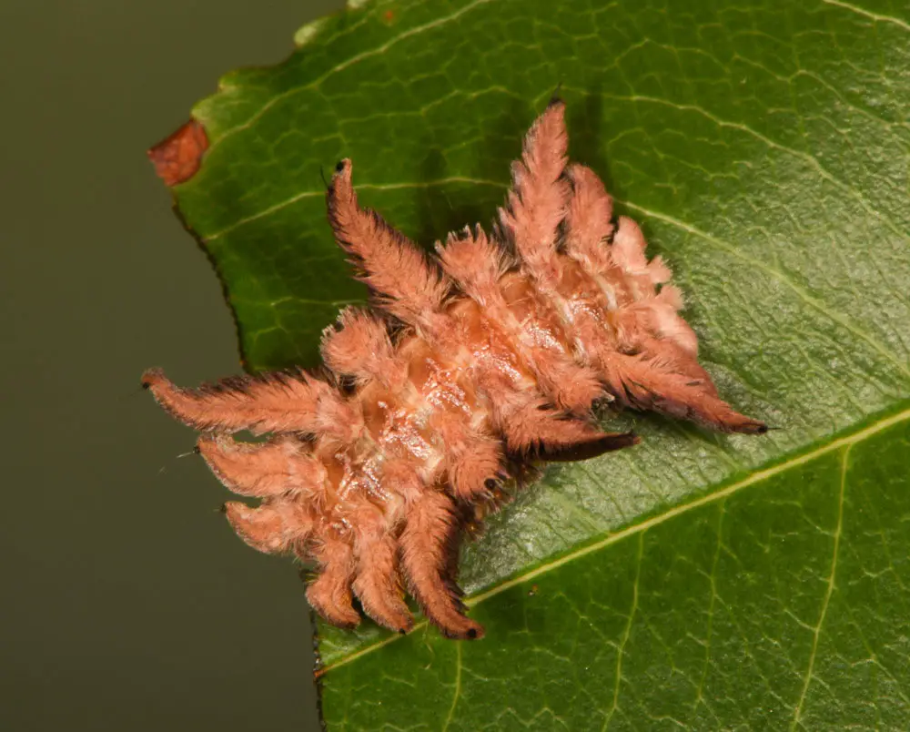 Poisonous Caterpillars in Florida