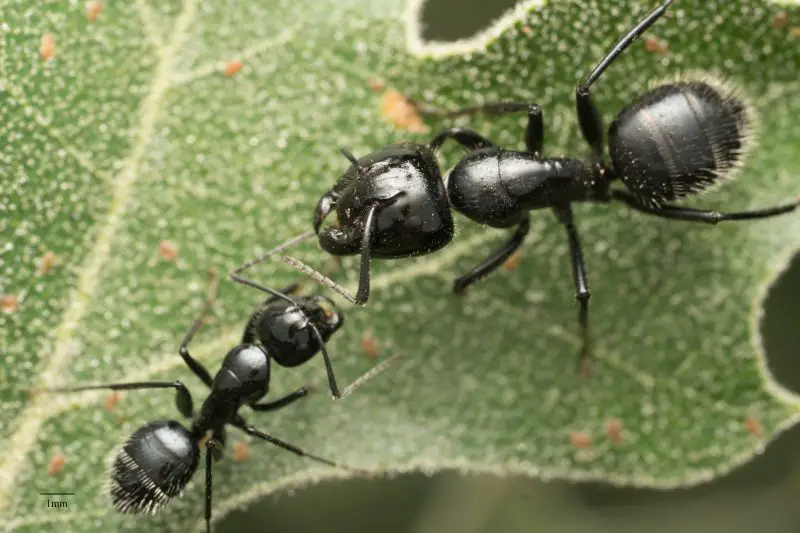 Types of Ants in California