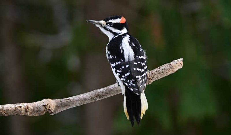 Woodpeckers in Wisconsin