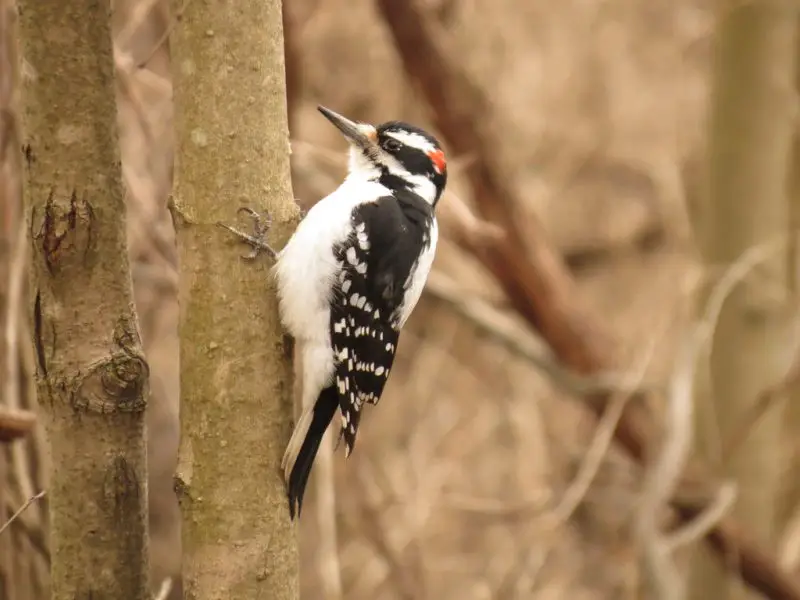 Woodpeckers in Idaho